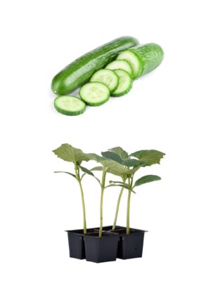 Cetriolo
