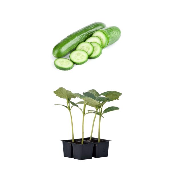 10 Cetriolo
