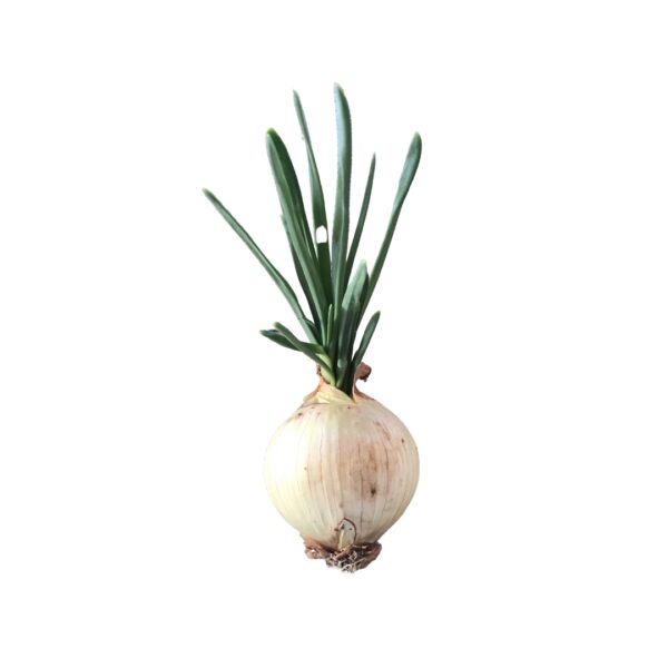 Cipolla