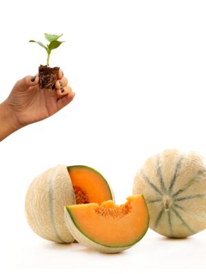 Melone