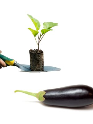 Melanzane
