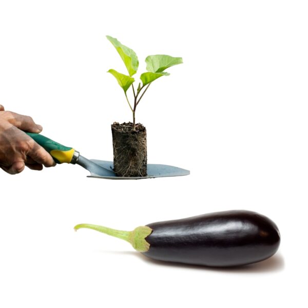 Melanzane