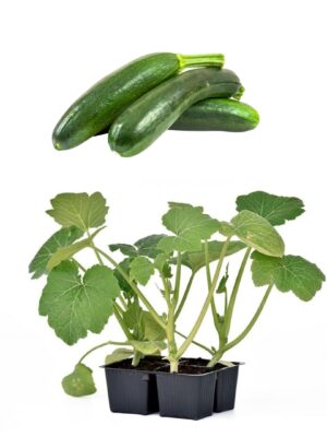 Zucchino