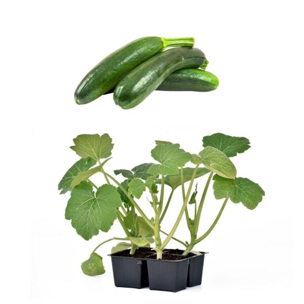 20 Zucchino