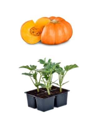 Zucca
