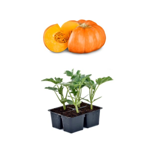 21 Zucca