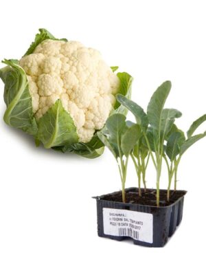Cavolfiore