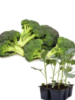 Cavolo Broccolo