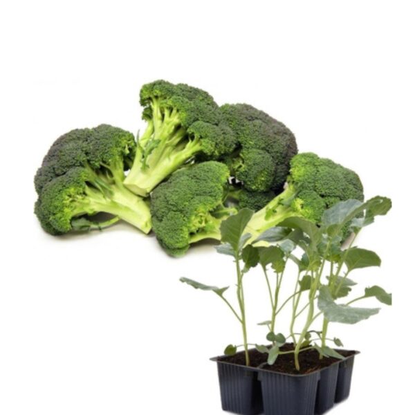 7 Cavolo Broccolo