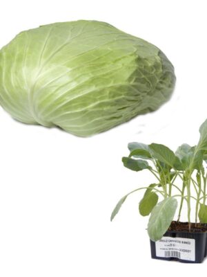 Cavolo Cappuccio